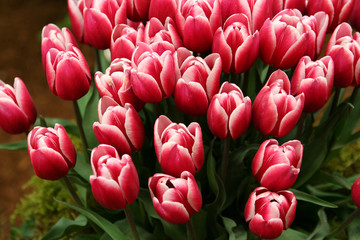 Wonderful Tulips