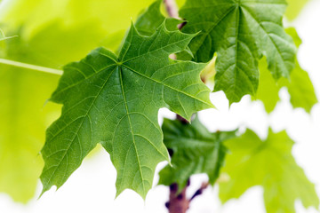 green leaves, shallow focus