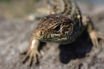 Lacerta agilis - common Eurasian small lizard