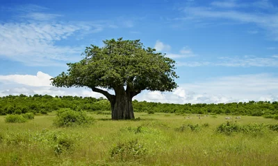 Crédence en verre imprimé Baobab Paysage d& 39 arbres en Afrique