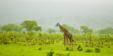 giraffe