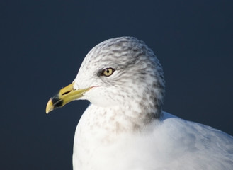 Seagull head with blue background