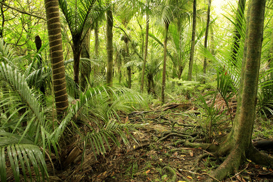 Fototapeta Tropical Jungle forest