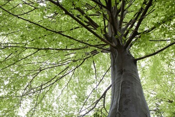 Beech trees during springtime