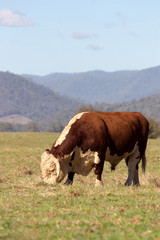 Fototapeta na wymiar Hereford bull.