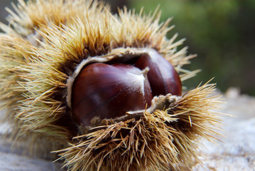 Chestnuts.