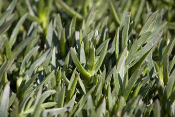 Obraz premium Ice Plant Background