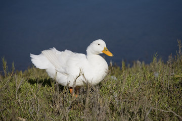 White Duck