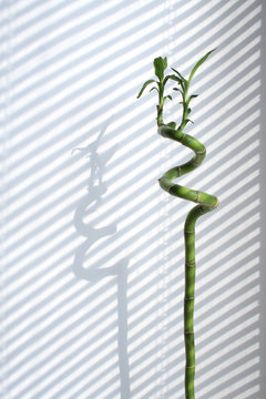 Spiroid green bamboo on background with jalousie swadow