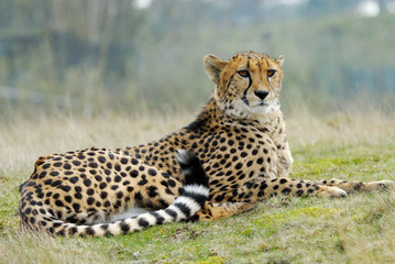 beautiful cheetah