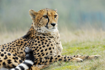 beautiful cheetah