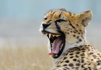 beautiful cheetah