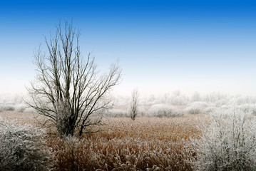 winter landscape