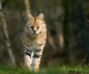 beautiful serval