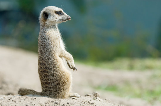 cute meerkat
