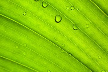 Green leaf texture