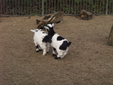 Jouer &agrave; sauet-mouton