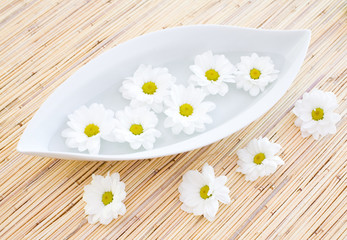 daisy in the bowl
