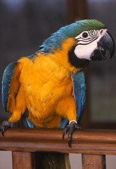 ara araruana portrait © CALLALLOO CANDCY