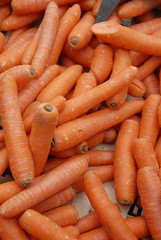 carottes