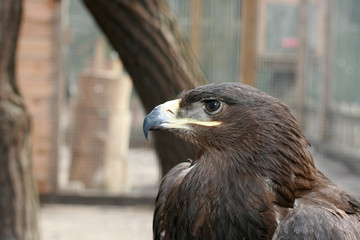 Eagle