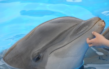 delphin