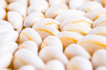 abstract sea shell background