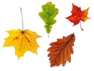 Composite of various autumn leaves isolated on white 