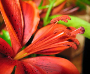 lilie © Sylwia Schreck