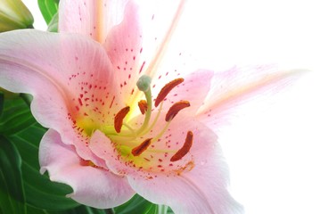 pink lily - 7177792