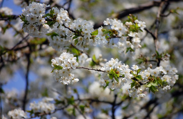 Wild Cherry Blossoms