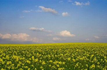 Fototapeta premium ancora primavera