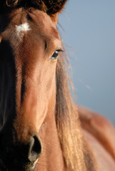 Fototapeta premium Horse Portrait