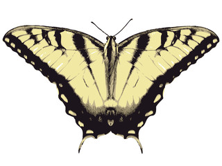 Butterfly Vector