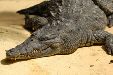 Crocodile is resting in the sun