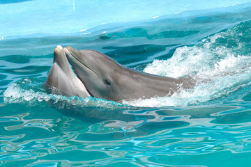 Obrazy na Szkle  Zakochana para delfinów