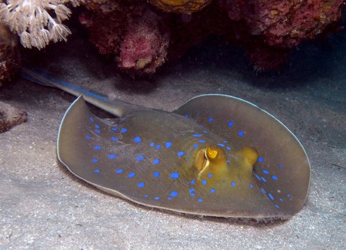 Blaupunktrochen (Taeniura lymma) 