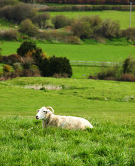 Obraz premium Peaceful sheep sitting in an open field