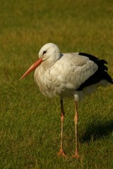 Stork