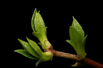 green twig
