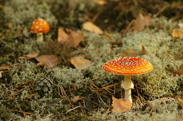 toadstool