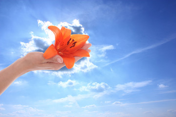 Lilie Blüte Hand Wolke Himmel Blume flower sky cloud hand © die-exklusiven