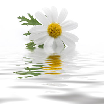 Margherita nell'acqua