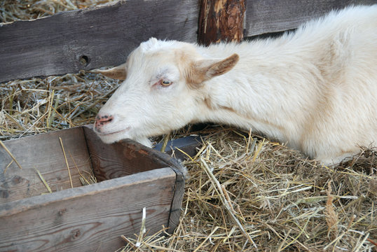 Goat in the barn
