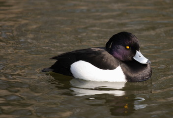 Tufted Duck