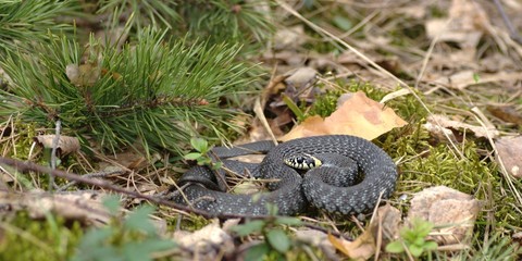 Grass-snake (Natrix natrix)