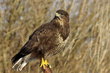 Buteo buteo