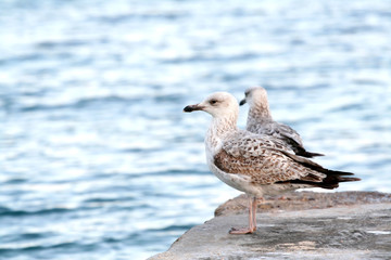 Obraz premium couple of sea gull
