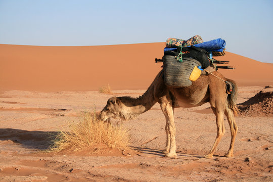 Dromadaire dans le Sahara marocain