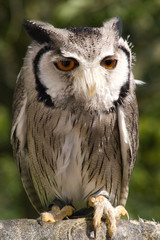 Dwarf owl against green foliage